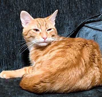 Photo of Alfredo (must be adopted with