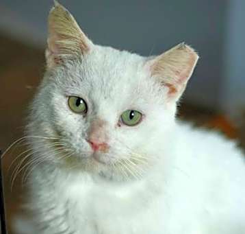 Photo of Peanut SF *$pecial fee* FIV+