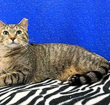 Photo of Clover