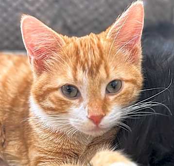 Photo of Wesley