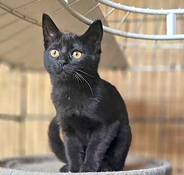 Photo of Winnie Kitty