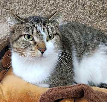 Photo of Stella