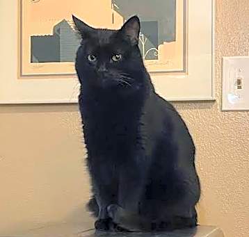 Photo of Charcoal Charli 