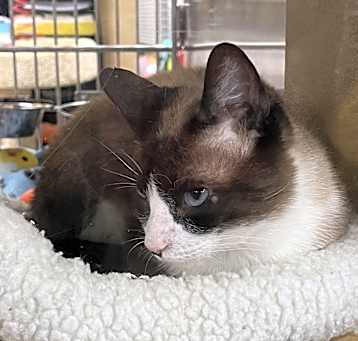 Photo of Snowy