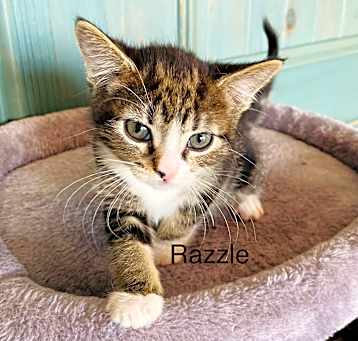 Photo of Razzle