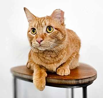 Photo of Jingle
