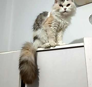 Photo of Mocha