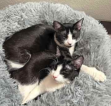 Photo of Yin & Yang