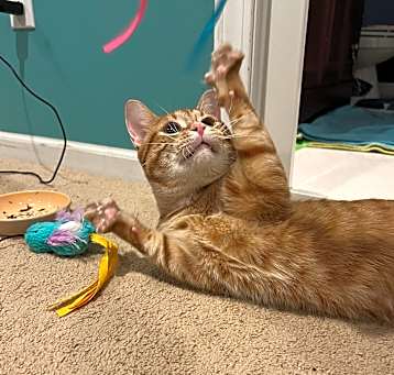 Photo of Comet