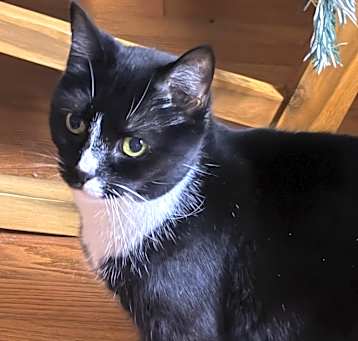 Photo of Mittens