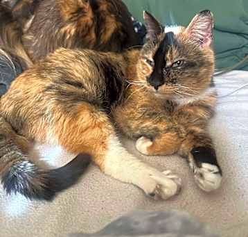 Photo of Patches Estep
