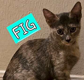 Photo of FIG