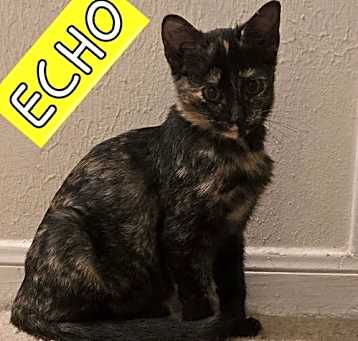 Photo of ECHO