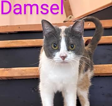 Photo of Damsel
