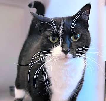 Photo of Meeko