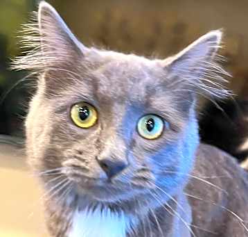 Photo of ROMEO