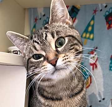 Photo of ZIGGY