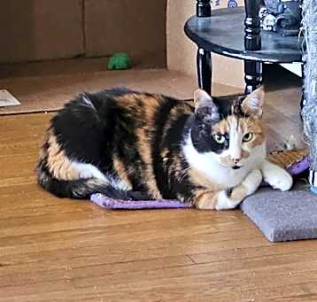 Photo of Dutchess