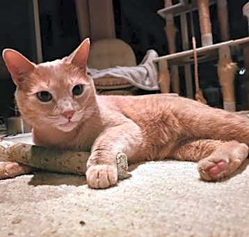Photo of Julius