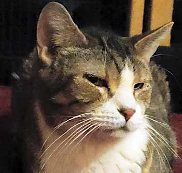 Photo of Bluebell
