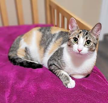 Photo of Cleocatra