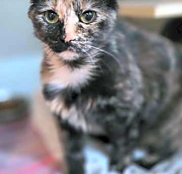 Photo of Sylvia