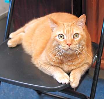 Photo of Peaches