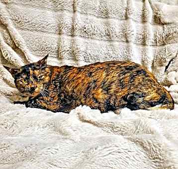 Photo of Tiffani