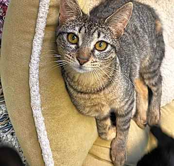 Photo of Honey