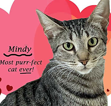 Photo of MINDY