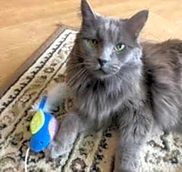 Photo of Miss Jane- Gorgeous, Loves People! Adopt $25