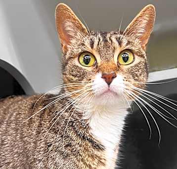 Photo of Tigress