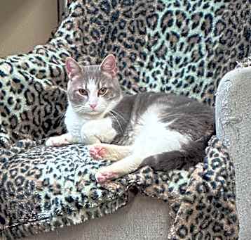 Photo of Jasper - Gentle boy! Adopt $30