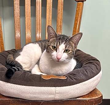 Photo of Pepper