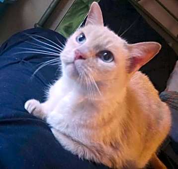Photo of Miss Kitty