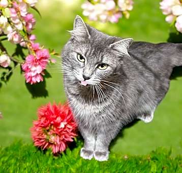 Photo of Whisp