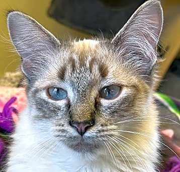 Photo of Angel