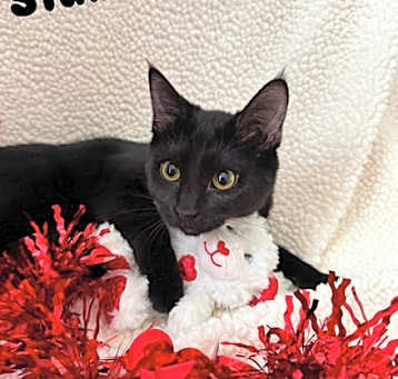 Photo of Mr Stubbs