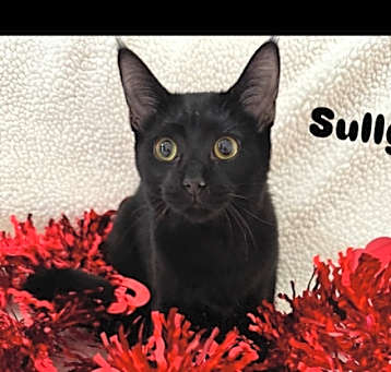 Photo of Sully