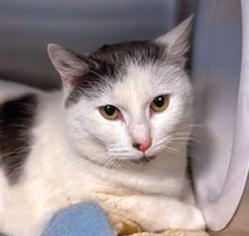 Photo of Patches
