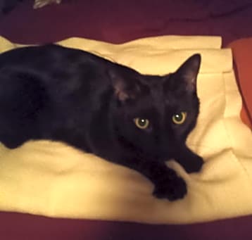 Photo of Blackjack