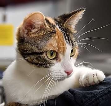 Photo of Glimmer