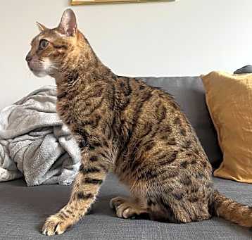 Photo of Leo the bengal