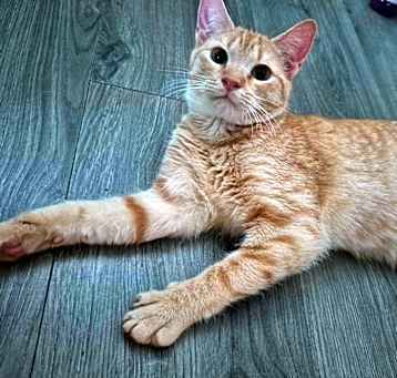 Photo of Amber
