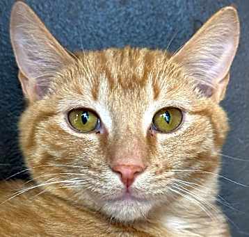 Photo of Opie