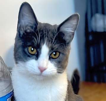 Photo of Esmeralda