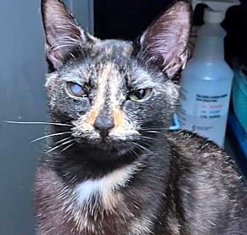 Photo of Buttercup 5