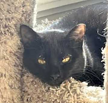 Photo of Velvet
