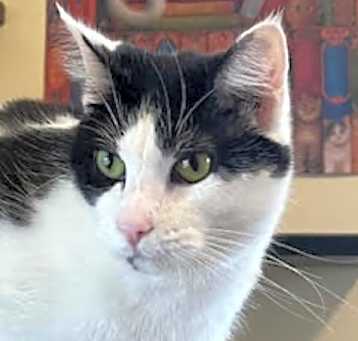 Photo of Cranberry