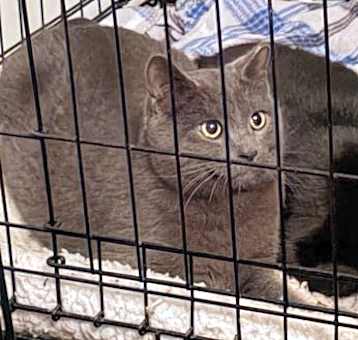 Photo of DEZY (BONDED WITH BOO BOO)